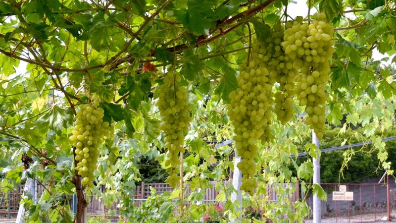 Výsadba, rez a tvarovanie viniča Výsadba, rez a tvarovanie viniča