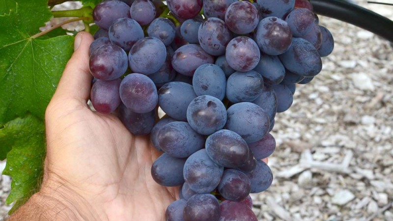 Význam šľachtenia stolového viniča pre odolnosť voči chorobám. Význam šľachtenia stolového viniča pre odolnosť voči chorobám.