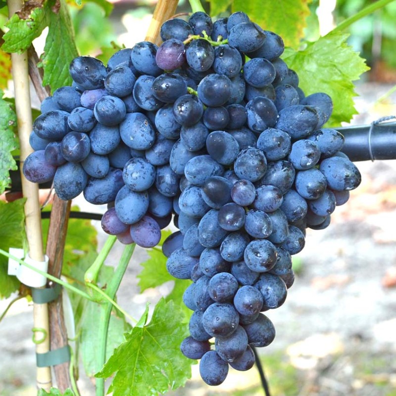 IVANKA Seedless bare-root grafted table grapevine