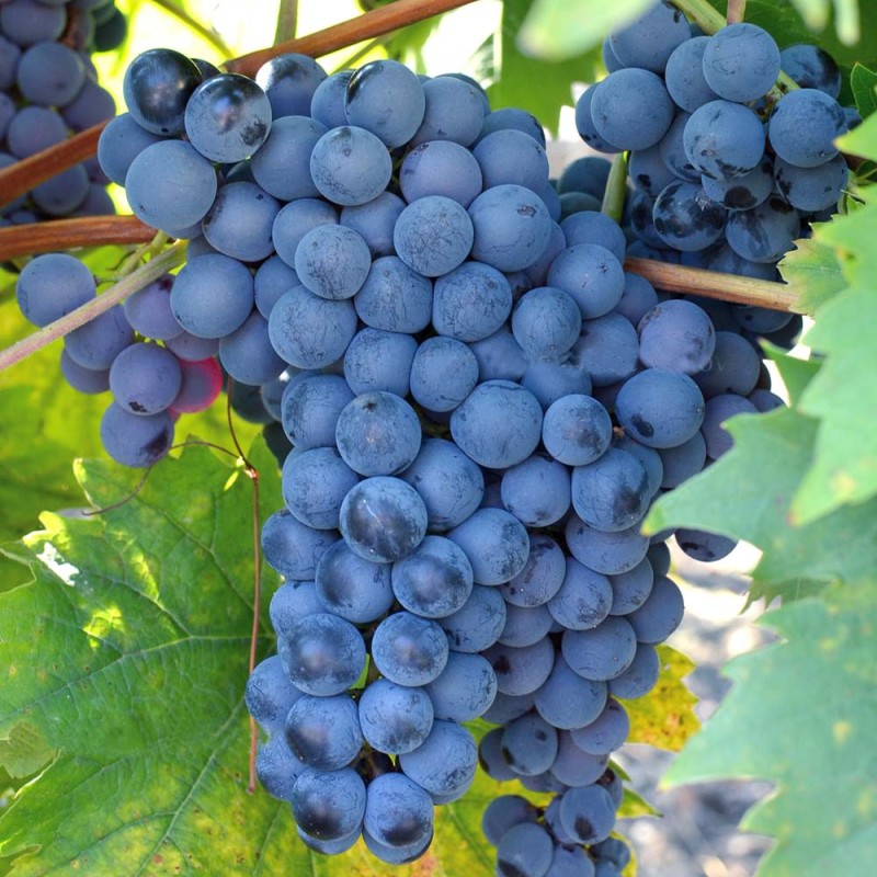 JUPITER kontajnerovaný vinič