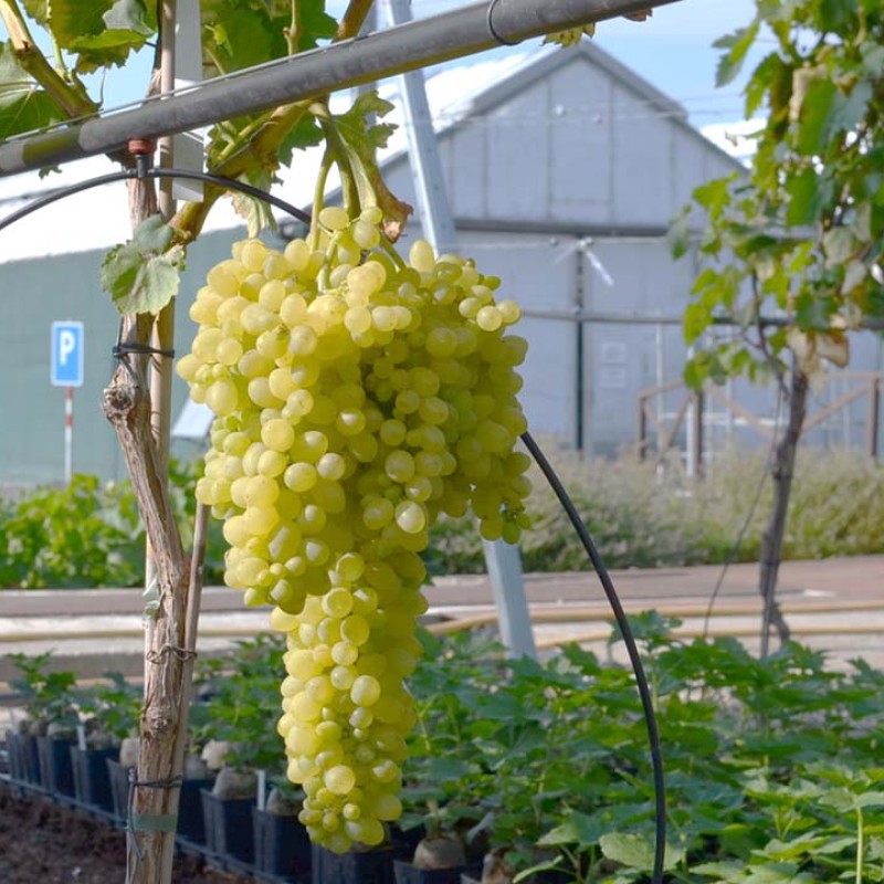 KIŠMIŠ CITRONNYJ prostokorenný štepený vinič