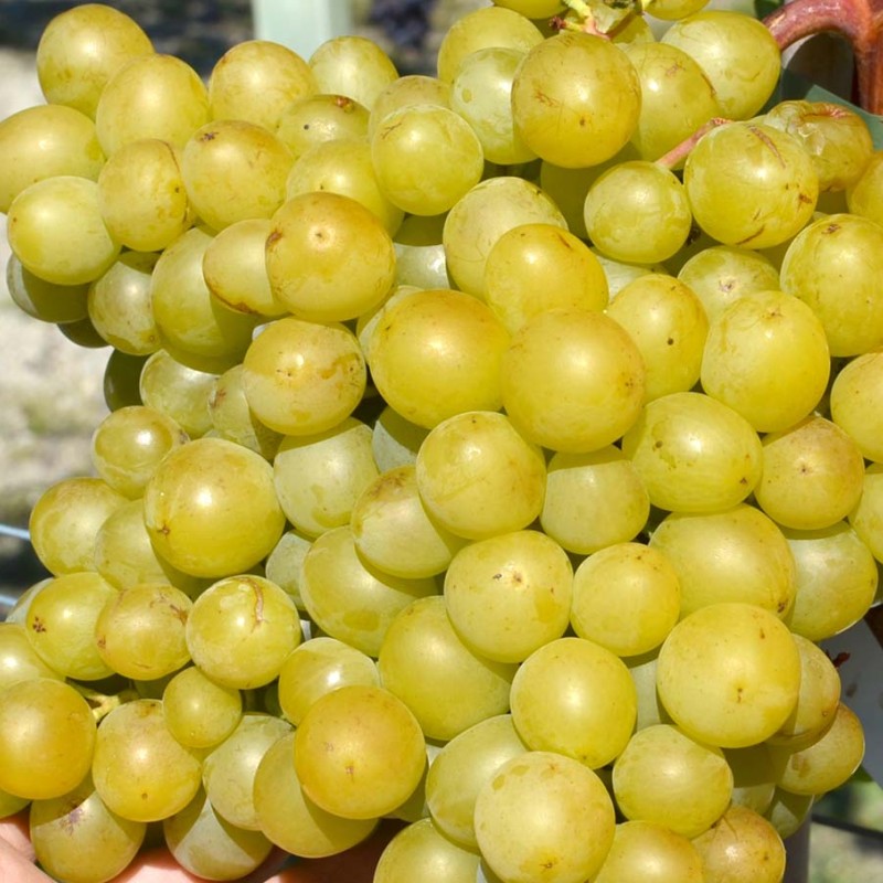 KIŠMIŠ GELIODOR