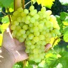 KIŠMIŠ OSENNIJ KRUPNOPLODNYJ prostokorenný štepený vinič