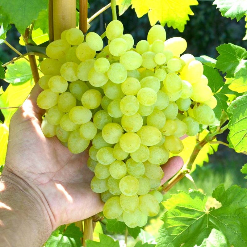 KIŠMIŠ OSENNIJ KRUPNOPLODNYJ prostokorenný štepený vinič