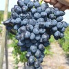 KISHMISH REBEKKA Seedless bare-root grafted grapevine