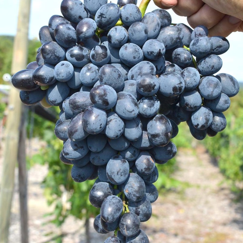 KISHMISH REBEKKA Seedless bare-root grafted grapevine