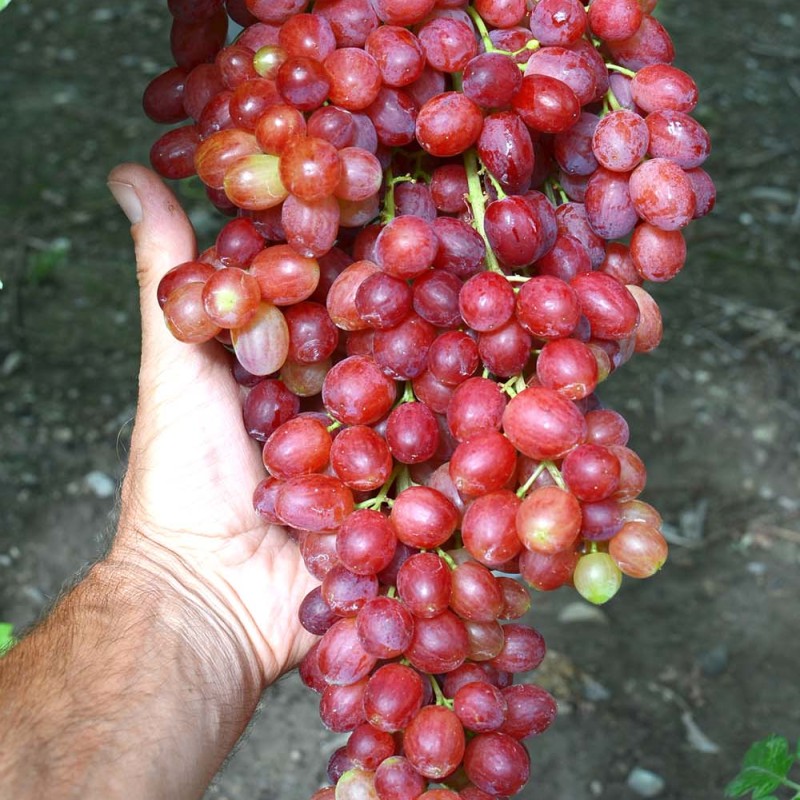 KISHMISH VAVILON Table Grape Vine