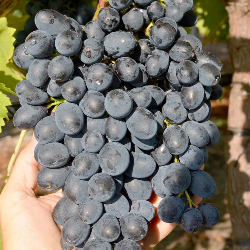 POLINKA bare-root grafted table grapevine