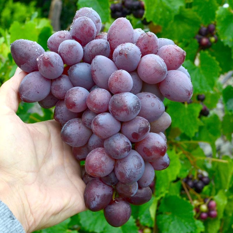 SKAZKA prostokorenný štepený vinič