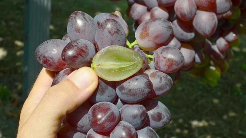 Prostriedky nechemickej ochrany viniča Prostriedky nechemickej ochrany viniča