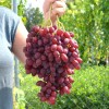 VELES Seedless bare-root grafted grapevine