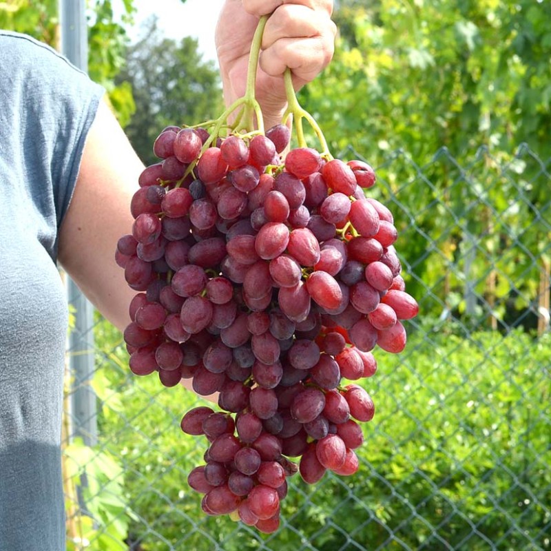 VELES Seedless bare-root grafted grapevine