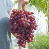 VELES Seedless bare-root grafted grapevine