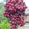 VELES Seedless bare-root grafted grapevine