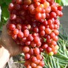 VELES Seedless bare-root grafted grapevine
