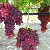 VELES Seedless bare-root grafted grapevine