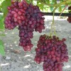 VELES Seedless bare-root grafted grapevine