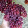 VELES Seedless bare-root grafted grapevine