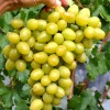 ARKADIA MUSCAT container grown grape vine