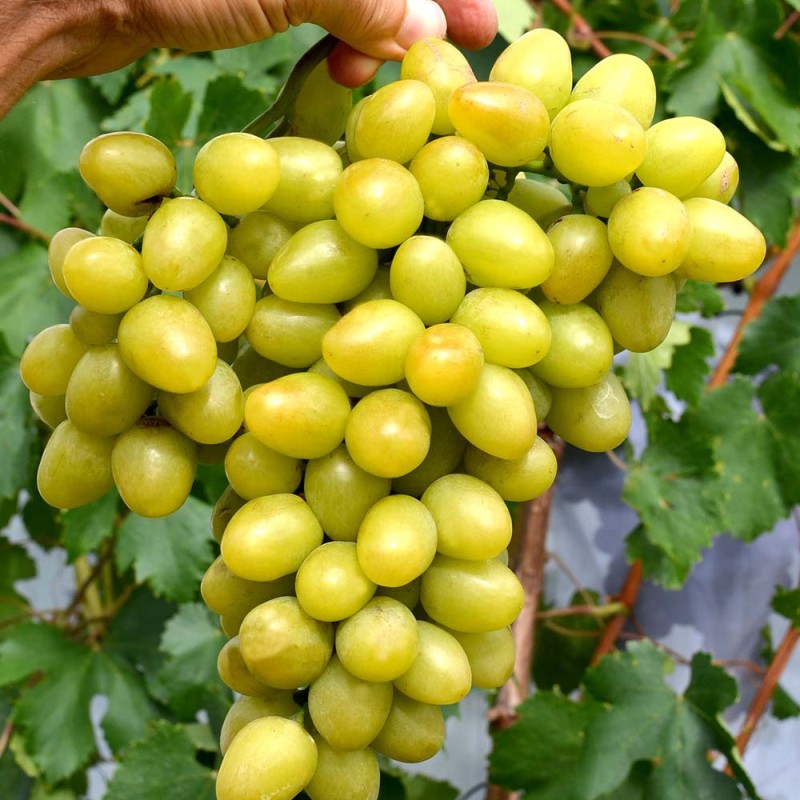 ARKADIA MUSCAT container grown grape vine