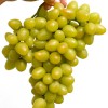 ARKADIA MUSCAT container grown grape vine