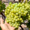 ARNI bare-root grafted table grapevine