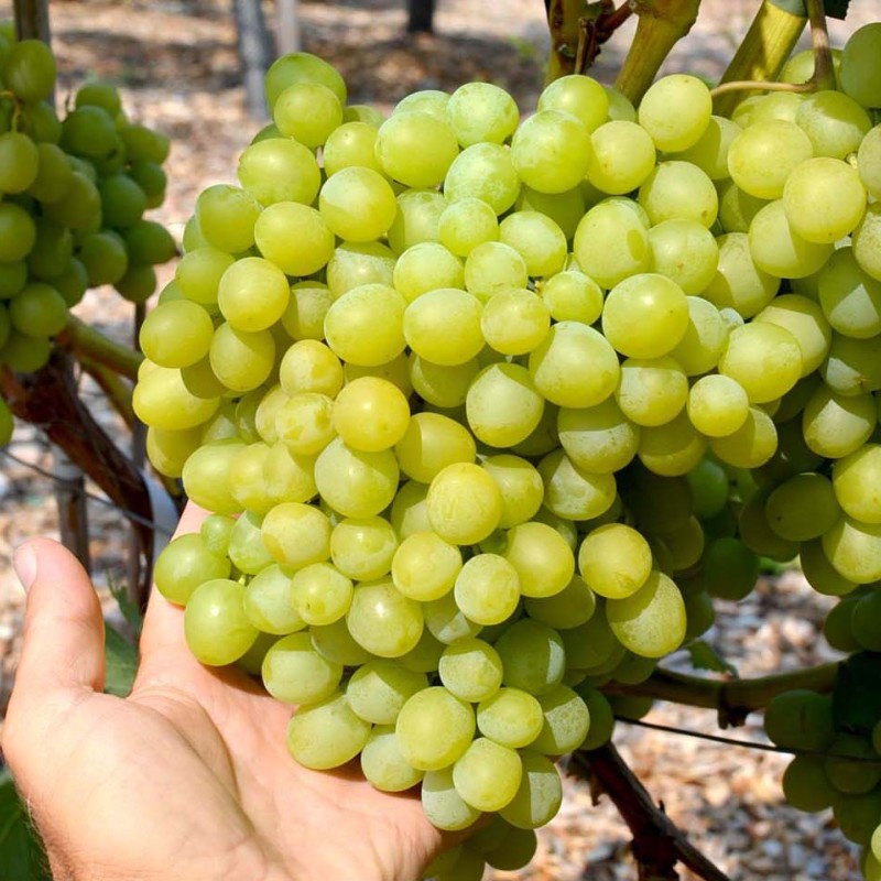 ARNI bare-root grafted table grapevine