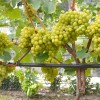 ARNI bare-root grafted table grapevine