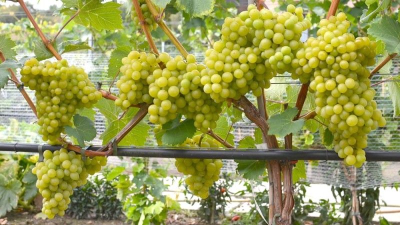 Posudzovanie kvalitatívnych vlastností stolových odrôd viniča Posudzovanie kvalitatívnych vlastností stolových odrôd viniča