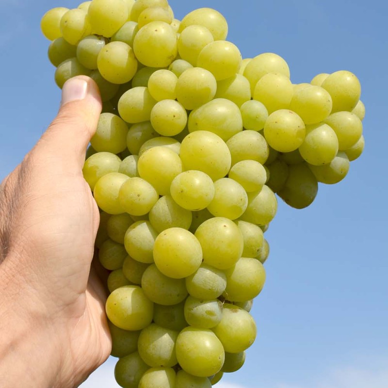 Aron Table Grape Vine