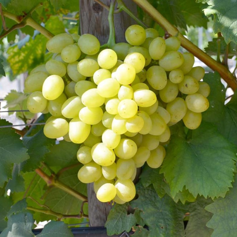 Avgustin Table Grape Vine