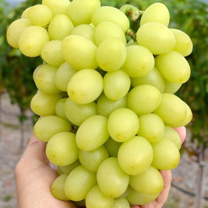 BLAGOVEST kontajnerovaný vinič