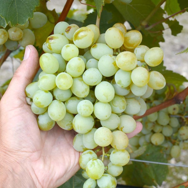 Družba