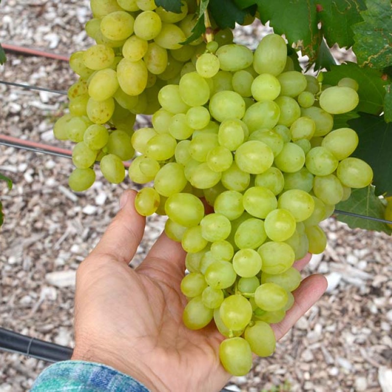 Frumoasa Alba