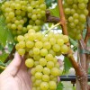 YANTAR Table/Wine Grape Vine
