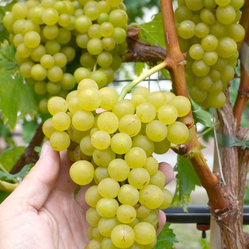 YANTAR Table/Wine Grape Vine