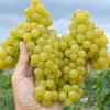 YANTAR Table/Wine Grape Vine