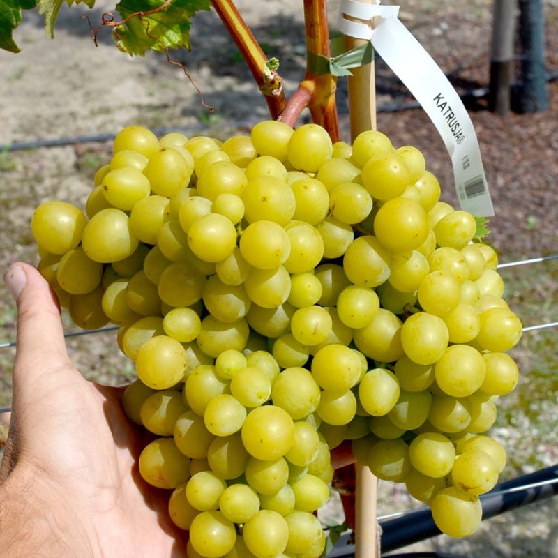 KATRUSJA kontajnerovaný vinič