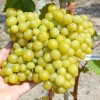KATRUSJA kontajnerovaný vinič