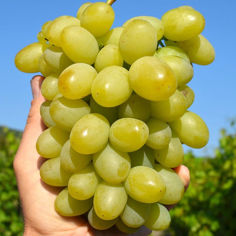 MARUSJA prostokorenný štepený vinič