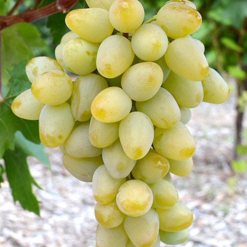 MONARCH kontajnerovaný vinič