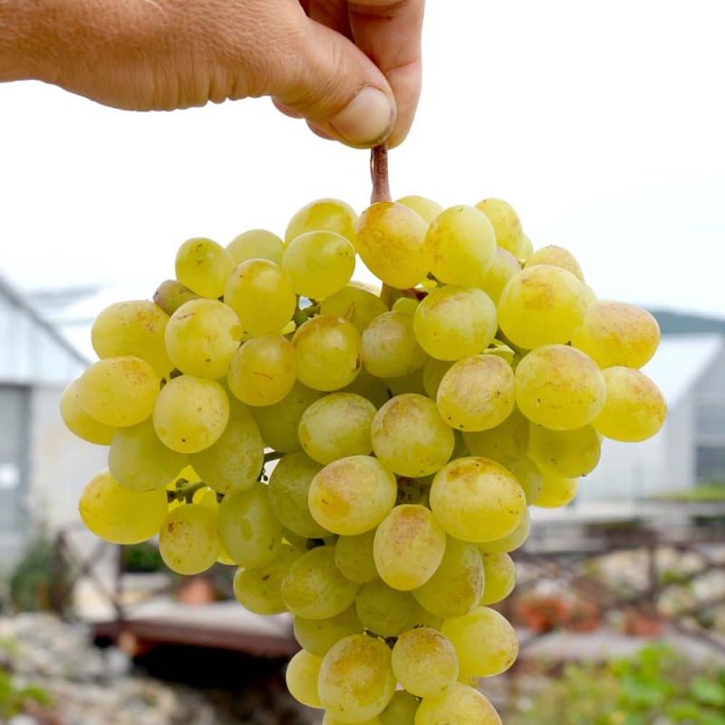 Pannonia Kincse