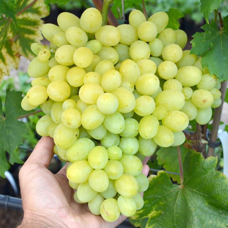 PODAROK ZAPOROZHYU Table Grape Vine