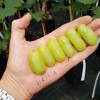 SICILIA veredelte wurzelnackte Tafelrebe