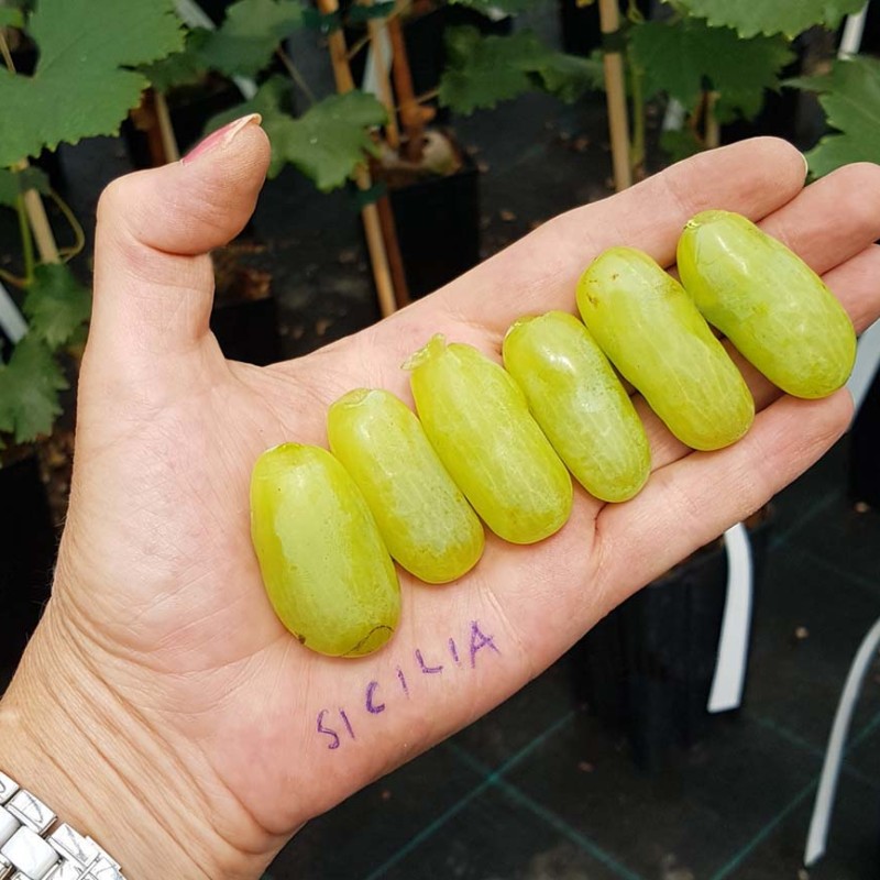 SICILIA veredelte wurzelnackte Tafelrebe