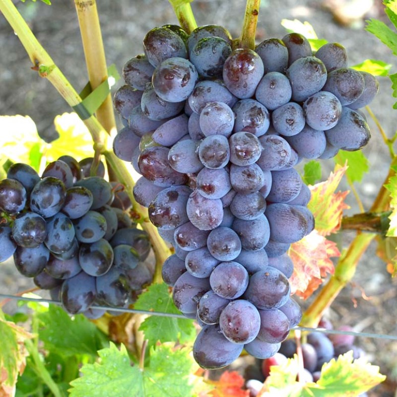 Agat Donskoy Table Grape Vine