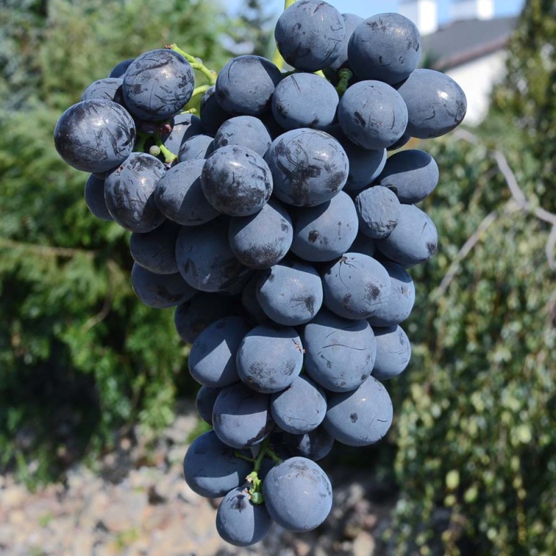 BAGIRA Tafeltraube
