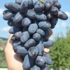 BAJKONUR bare-root grafted table grapevine