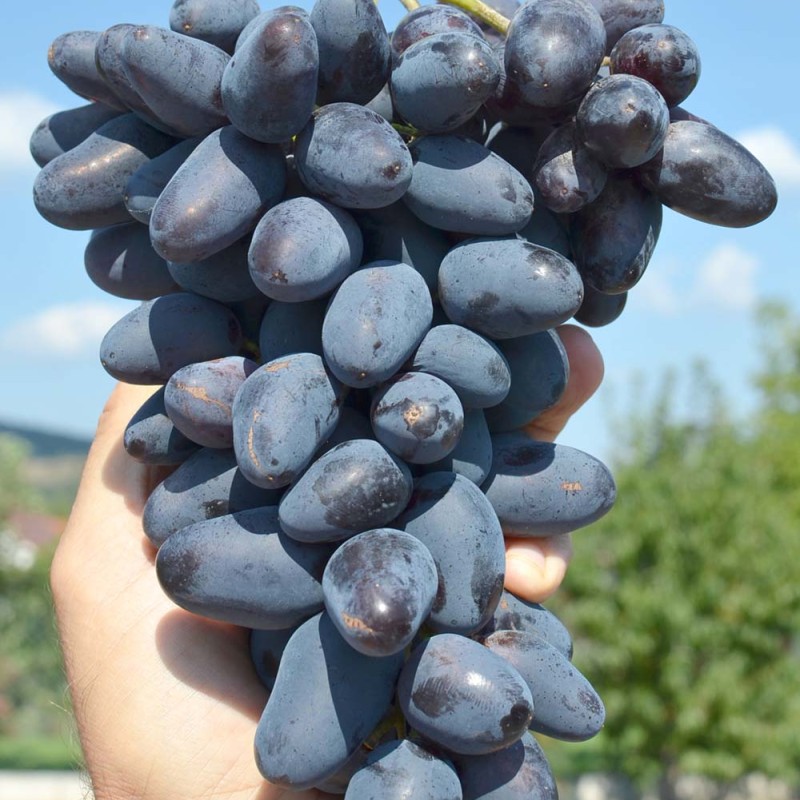 BAJKONUR bare-root grafted table grapevine