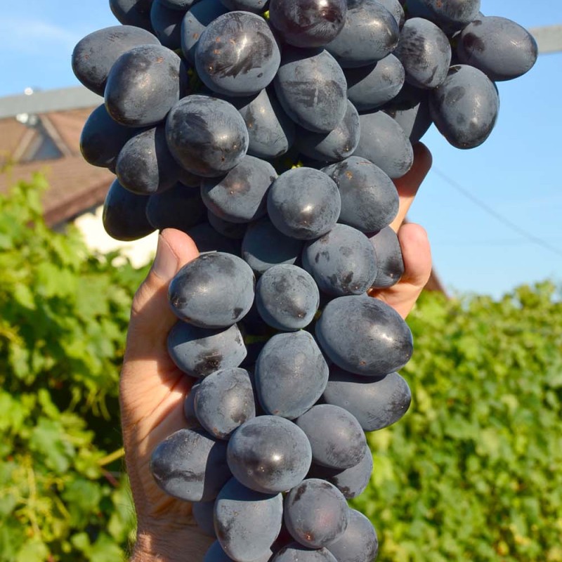 BARON prostokorenný štepený vinič